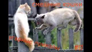 Новая подборка смешных приколов с котами 2020. Funny cats