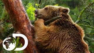 Turkey's Brown Bears Fight For Survival | Wildest Middle East