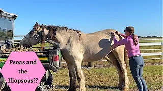 Hottie Gypsy Vanner Horse Massage Part 3 The Back and Haunches