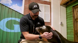 Sea Lion Pup(py) Love