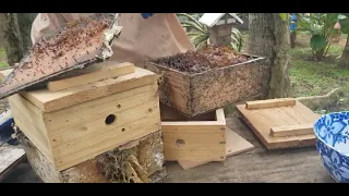 Paano magparami ng colony ng lukot mula sa box ( How to split stingless bee colonies)