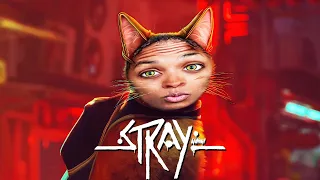 Here Kitty Kitty [Stray] [Part 2 END]