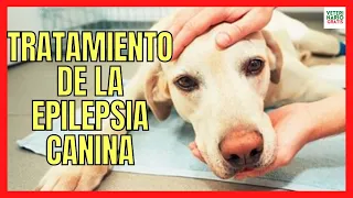 🆘 TRATAMIENTO DE LA EPILEPSIA EN PERROS 🆘 CON CONVULSIONES