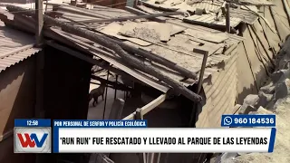 WillaxNoticiasEdiciónMediodía -NOV09-3/4-"RUN RUN" FUE RESCATADO Y LLEVADO A SU NUEVO HOGAR | Willax