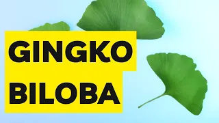 Gingko Biloba e seus Benefícios para Saúde!