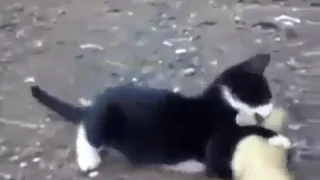 Cat Playing with Duck