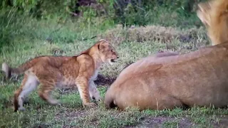 lion's cubs playing with their father