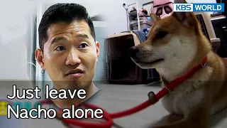 Just leave Nacho alone [Dogs are incredible : EP.136-6] | KBS WORLD TV 220823