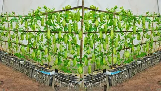 I will tell you how to grow bitter melon for your family with lots of fruit