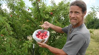 Harvesting nectarines and peaches on the homestead. Best fruit trees to grow.