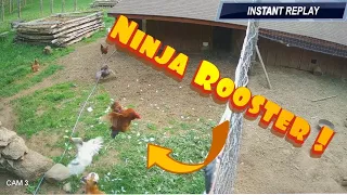 Fox vs Ninja Rooster