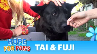 A sick homeless golden retriever and an Akita in a rescue with a surprising end!!!  (PART 2)