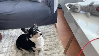 Corgi Crying For His Toy Toy