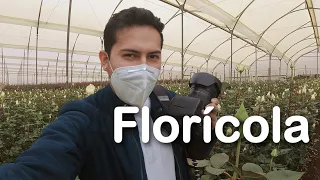 CÓMO ES UNA 🌹FLORÍCOLA🌹 por dentro en el ECUADOR