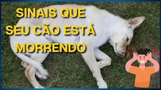 5 Sinais Críticos que Indicam que seu Cachorro Está Morrendo (Parte 1)