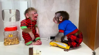 Monkey Momo and Nana broke their phones while secretly eating candy in the glass cabinet!