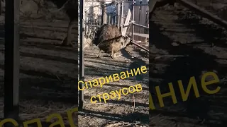 Спаривание страусов