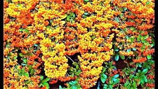 A miracle plant - an evergreen bright decoration of the garden all year round