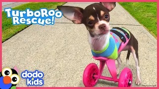 Little Dog With No Front Legs Gets The Tiniest Set of Wheels | Animal Videos For Kids | Dodo Kids