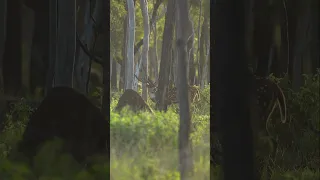 Hunting Chital Deer Stags In Australia’s Basalt Wall