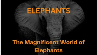 The Magnificent World of Elephants | Documentary