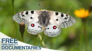 Children of the Sun - Butterflies