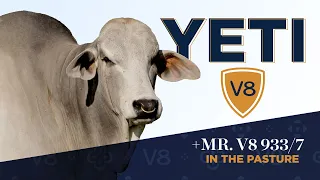 +Mr. V8 933/7 "Yeti" - Brahman Bull at V8 Ranch #1 Traitleader for ABBA  Weaning Weight