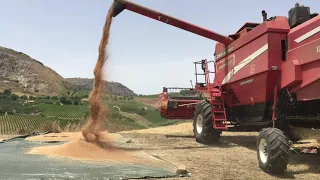 Scarico grano dalla mietitrebbia