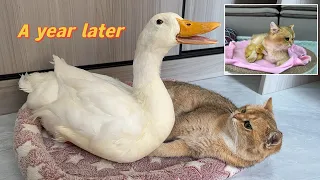 The duckling raised by the kitten has grown up! Adult duck wants to sleep with cat, cat is shocked!