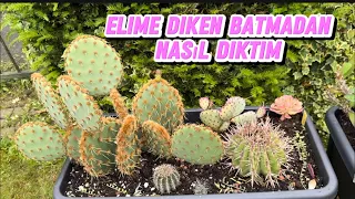 DEV KAKTÜSLERİMİ ELİME DİKEN BATMADAN DİKTİM🌵SARDUNYA VE KÜPELİ ÇELİKLERİ NE DURUMDA #kaktüsbakımı