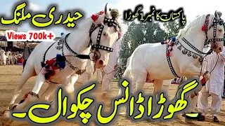 Horse Dance Jashn e Baharan Chakwal 🌃 | Fakhr e Chakwal Haideri Malang Horse | Ghora Nach 2023