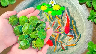 Amazing Catch Baby Turtles In Surprise Colorful Eggs, Ornamental Fish And Zebra Striped Fish