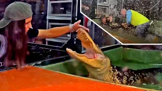 Alligator Attacks Handler during Children's Party at Scales and Tails Utah