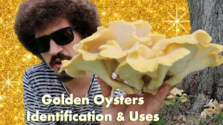 Golden Oyster Mushroom Identification and Use