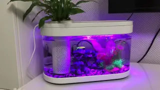 Xiaomi tank fish, спустя 6 месяцев, итоги