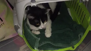 MY CAT GIVE BIRTH FOR THE FIRST TIME