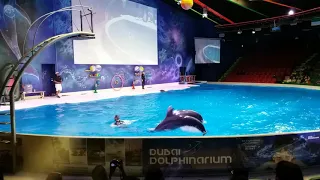 The Dolphin Show at The Dubai Dolphinarium - Part 4 @ Places to Visit in Dubai #MyCity