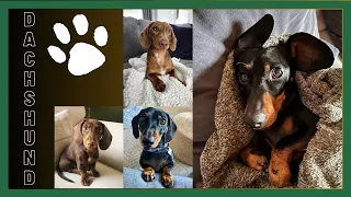 Best Funny Naughty playful and Cute Dachshund weiner Video Compilation, sausage puppies mini Dach