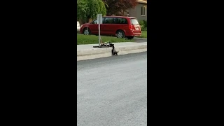 Mother Skunk Helps Babies Climb over Curb - 1055931