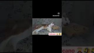 Аляскинский Маламут Вулкан 🌋 Alaskan Malamute Volcano 🌋