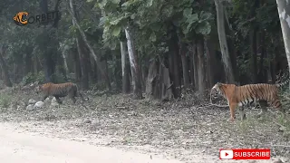 Tigress with cubs | Tigress | Jim Corbett | Jungle Safari | Dhela Zone