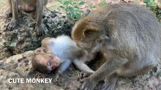 Mother's David monkey call her son | Darling please wake up go to run play with other friends.