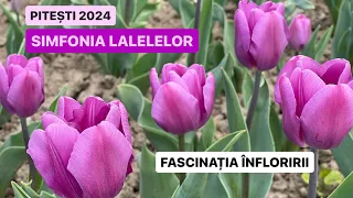 🌷 [4K] [16 APRILIE 2024] Simfonia lalelelor Pitesti 2024 -  FASCINAȚIA ÎNFLORIRII !