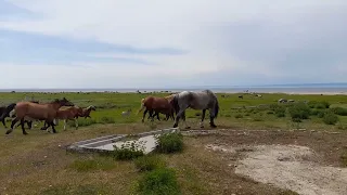 Посольское. Посольский Спасо-Преображенский монастырь (25.06.2023)(2).