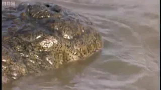 The Nile crocodile Vs Buffalo