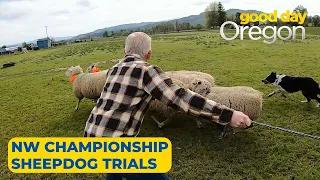 Andy's Adventures: Northwest Championship Sheepdog Trials