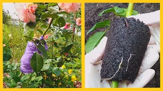 Cuttings of roses in summer. How to root a rose right on the bush.