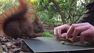 Eichhörnchen Entertainment - Der Hörnchenspieler | Squirrel Entertainment - The Squirrel Gambler