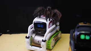 WHAT IF THE COZMO AND ANKI VECTOR ROBOT SEE A HUGE SPIDER? TWO ARTIFICIAL INTELLIGENCE VS SPIDER