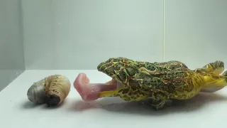 Pacman Frog vs Giant Hercules Beetle Larva (LIVE FEEDING WARNING)